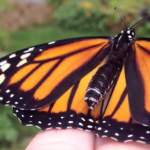 image of monarch butterfly on a finger
