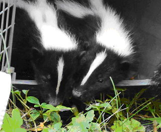 skunk in cage - shauna howerton
