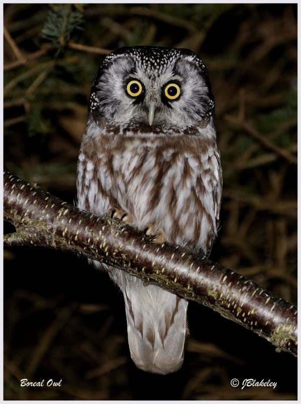 Image of a Boreal Owl