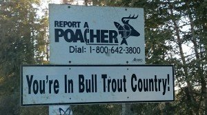 bull trout poacher sign by Cory Willard