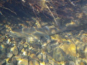 trout from above by Cory Wilalrd