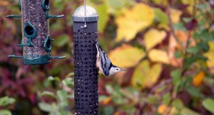 photo of White breasted nuthatch at Mud Lake