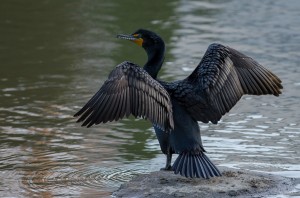 photo double crested cormorant