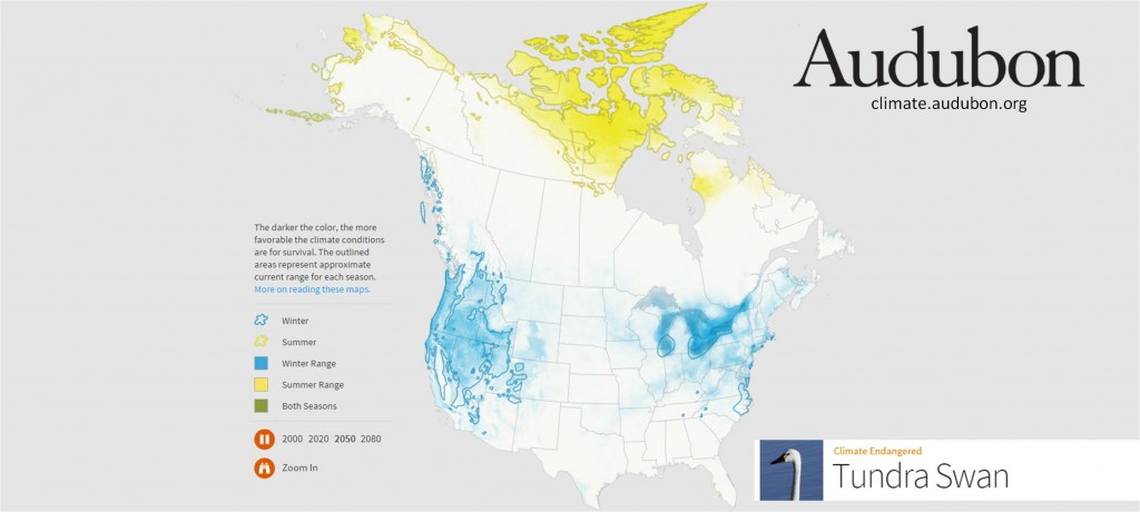 Photo Tundra Swan Climate Range Map National Audubon Society