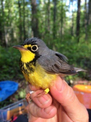Photo of a Canada Warbler with bands