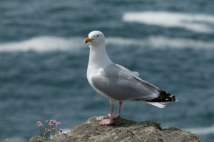 photo herring gull