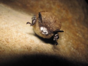 Bat with white-nose syndrome  -- Photo by US Fish & Wildlife Service