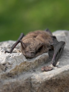 Myotis Bat