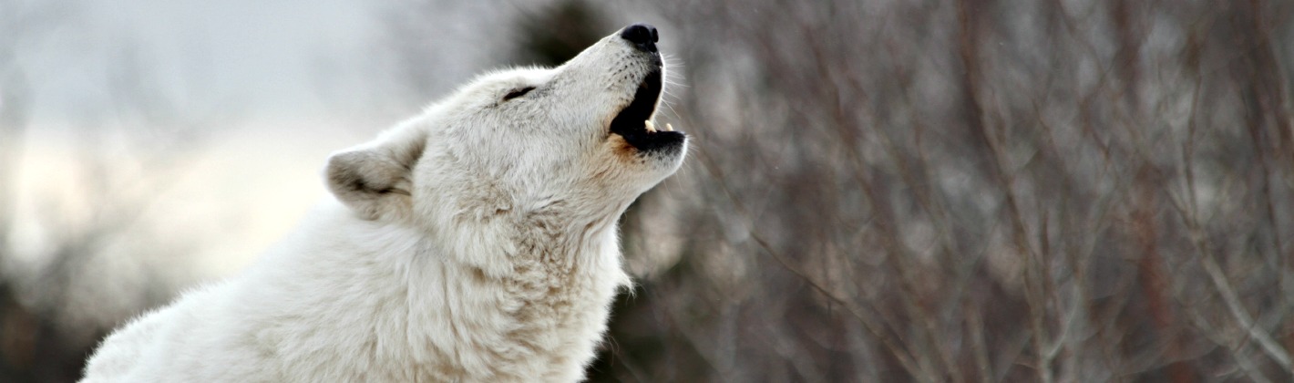 Image of a wold howling, banner