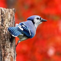 Blue Jay with red background