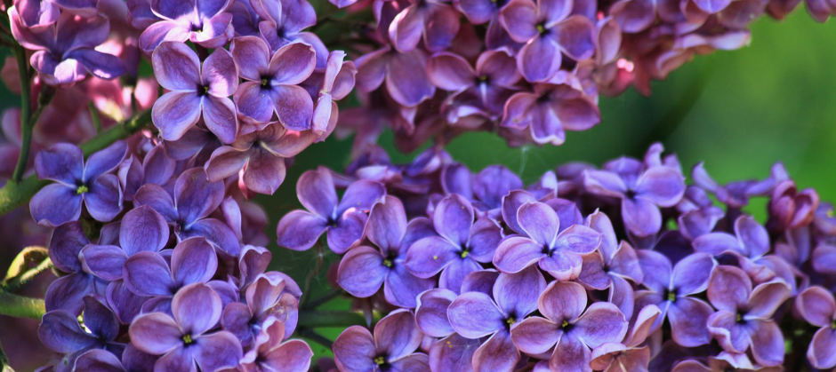 Image of lilacs