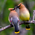 Cedar Waxwing