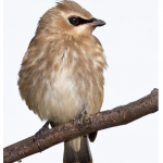 Young Cedar Waxwing