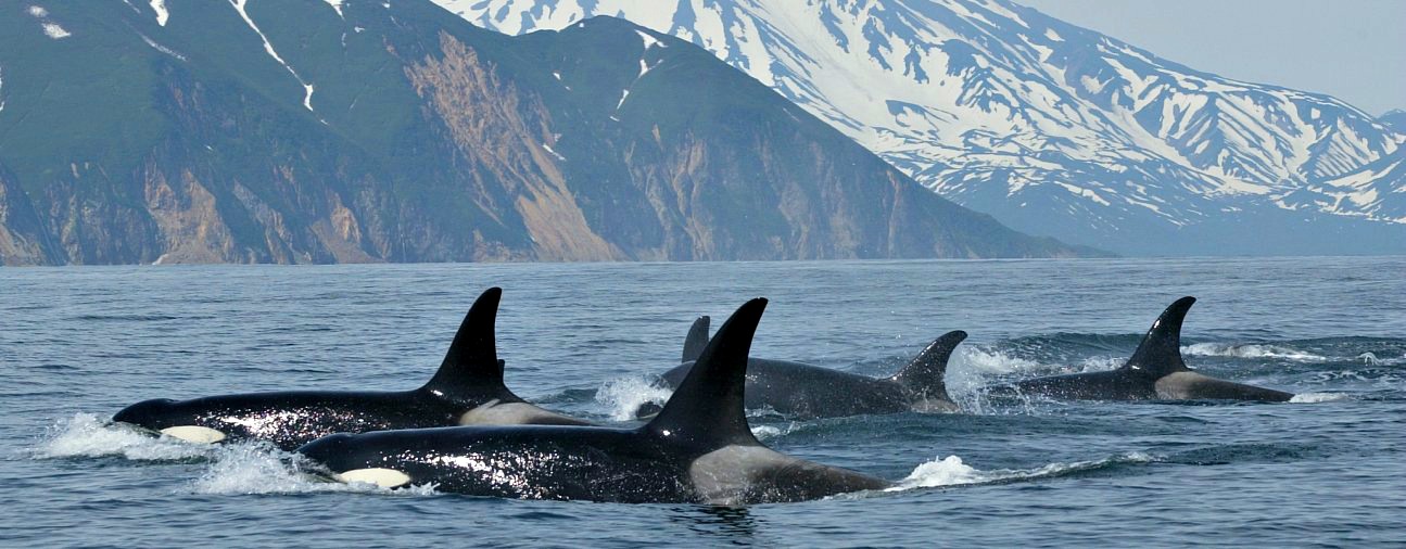 Image of a group of orcas