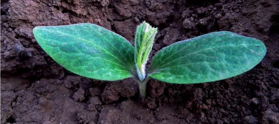 Image of a plant growing