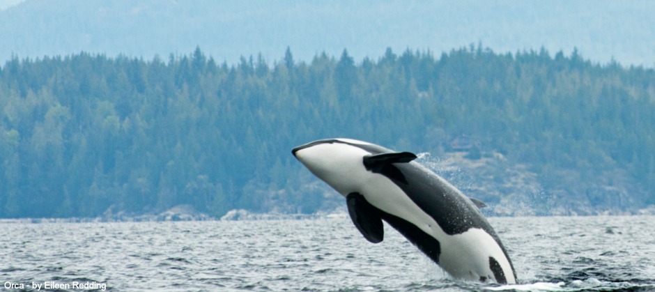 photo of an orca