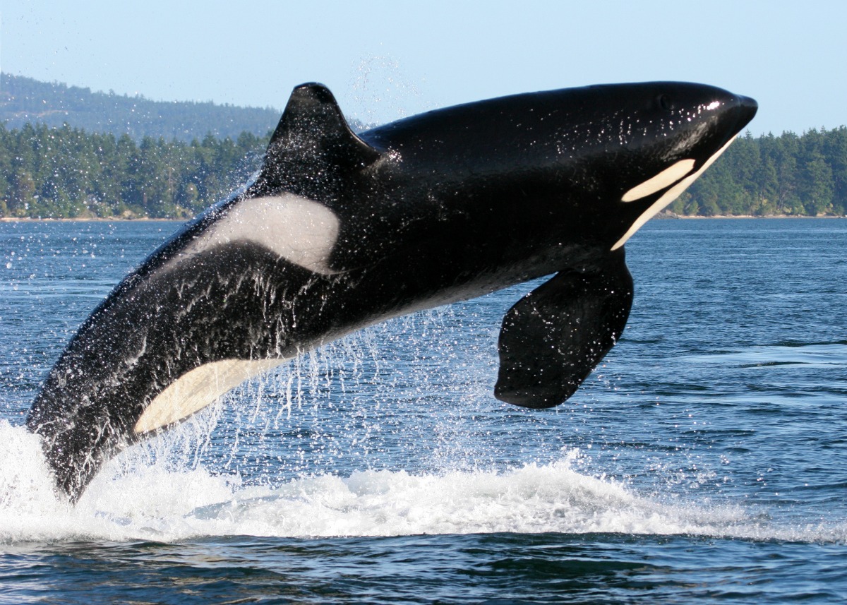 Photo of an Orca