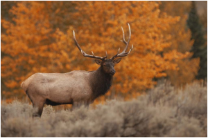 Elk in Fall Season