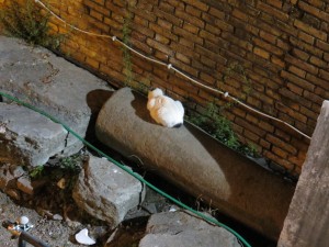 Feral Cats in Italy