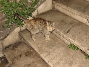 Feral Cat in Italy