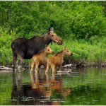 Moose with two calves
