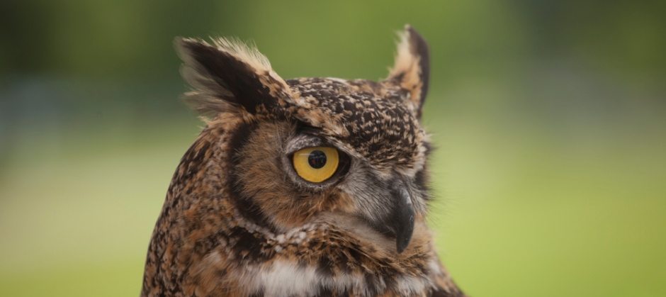 photo of a great horned owl