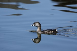 photo of a Pied-billed Grebe, by Alan Vernon