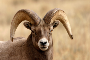 Vaseux-Bighorn National Wildlife Area Mountain Goat