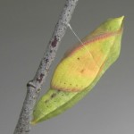 Sulphur chrysalis from tywkiwdbi.blogspot.ca