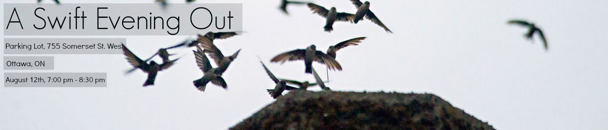 Chimney Swifts enter their roost