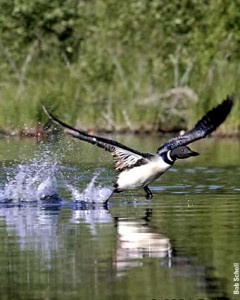 Common loon taking off by Bob Scholl 