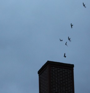 Chimney Swifts diving into chimney