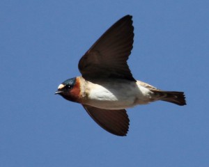 Cliff Swallow on the wing. Photo taken by John Schwarz