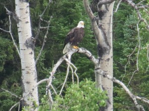 Adult Bald Eagle along the North French