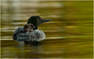 How much do you know about the Common Loon?