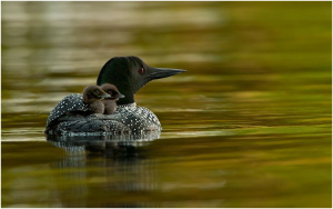 Loon and chicks