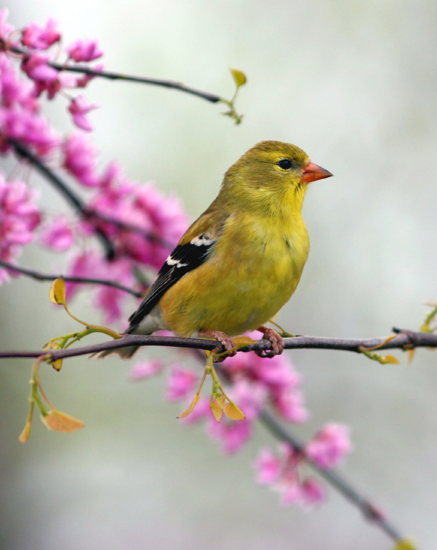 image of an american gold finch