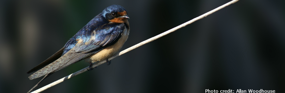 Picture of a Barn Swallow