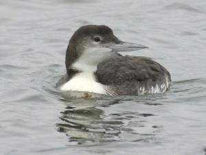 Photo of a nonbreeding adult loon by Cameron Rognan