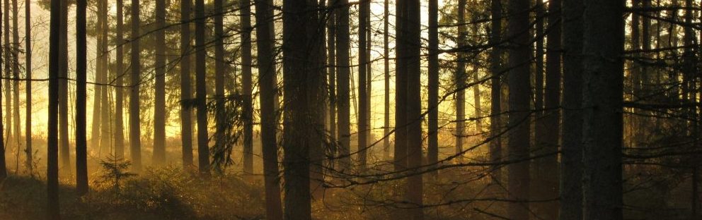 Image of sun coming into a spruce forest