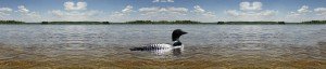 Image of a common loon