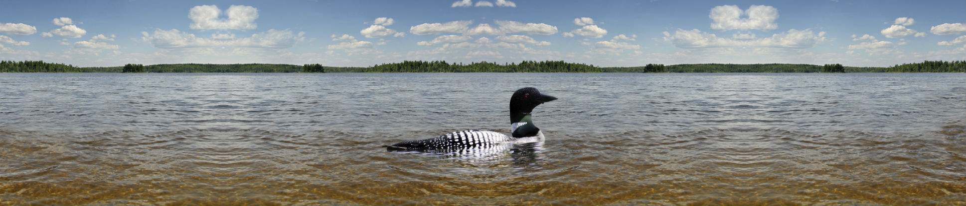Image of a common loon