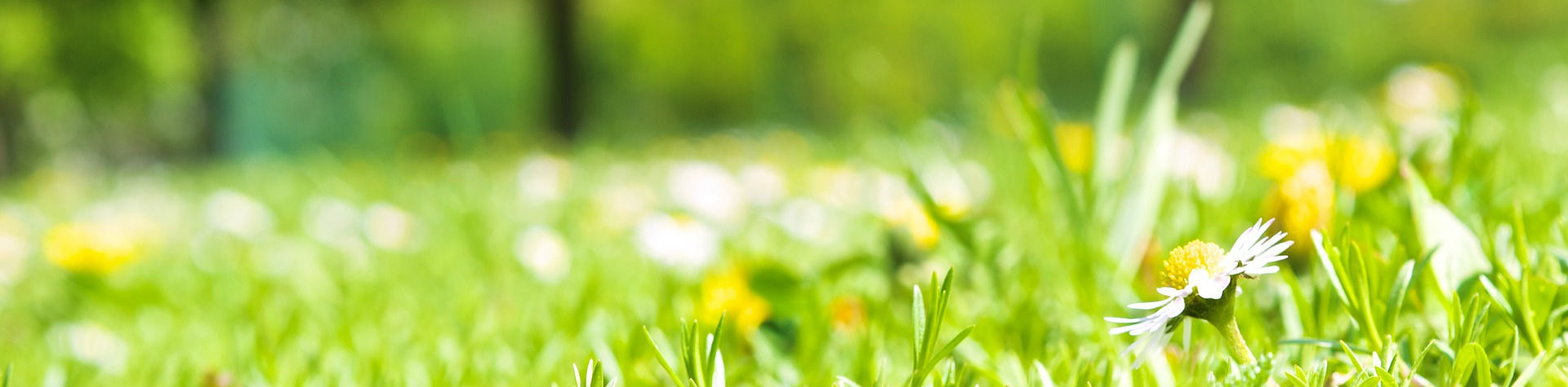 Image of a daisy in the grass
