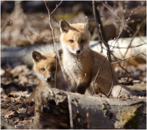 Red fox kits. Photo by: Phil Myers