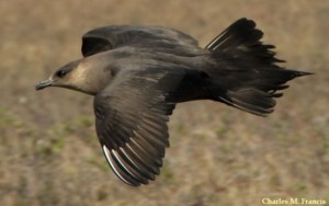 A Parasitic Jaeger is flight. Photo by: 