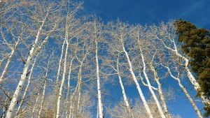 birch-275469_1280