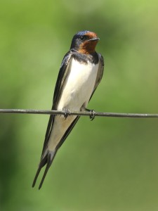 Image of a Barn Swallow
