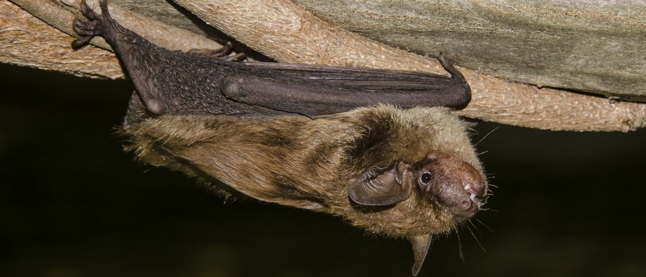 image of a brown bat