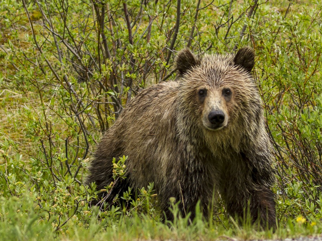 Image of a Grizzly Bear