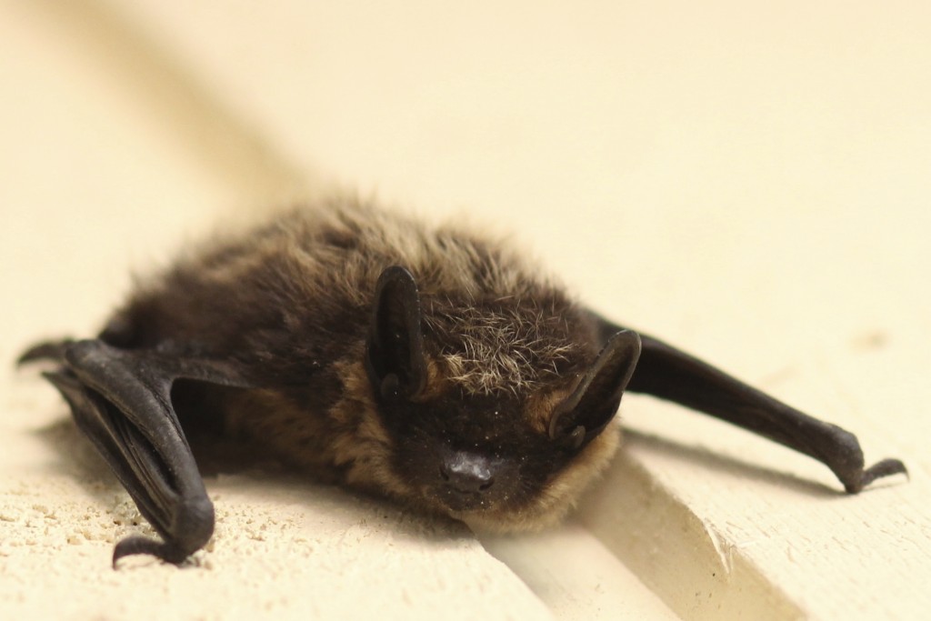 Northern myotis bat clinging to a surface, species at risk